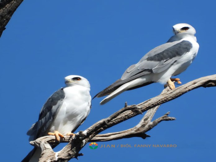 JUNTA INTERMUNICIPAL ALTOS NORTE CUMPLE CINCO AÑOS EN LA REGIÓN JUNTA INTERMUNICIPAL ALTOS NORTE CUMPLE CINCO AÑOS EN LA REGIÓN