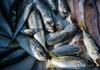 Niveles de mercurio en pescado, cosméticos y ambiente amenazan a 20 millones de personas Niveles de mercurio en pescado, cosméticos y ambiente amenazan a 20 millones de personas