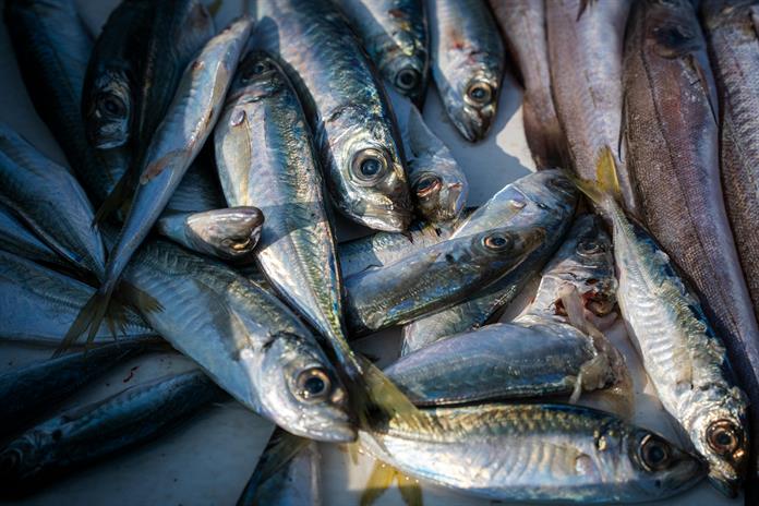 Niveles de mercurio en pescado, cosméticos y ambiente amenazan a 20 millones de personas Niveles de mercurio en pescado, cosméticos y ambiente amenazan a 20 millones de personas