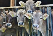 México admite que aún no hay condiciones para abrir frontera con EEUU a ganado por plaga