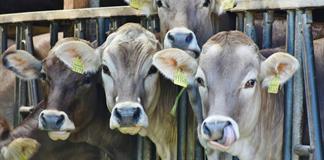 México admite que aún no hay condiciones para abrir frontera con EEUU a ganado por plaga México admite que aún no hay condiciones para abrir frontera con EEUU a ganado por plaga