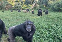 Los científicos dan un paso más y sugieren que los chimpancés son pensadores racionales Los científicos dan un paso más y sugieren que los chimpancés son pensadores racionales