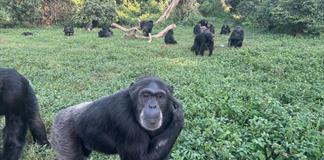 Los científicos dan un paso más y sugieren que los chimpancés son pensadores racionales Los científicos dan un paso más y sugieren que los chimpancés son pensadores racionales