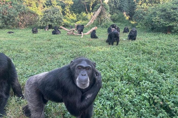 Los científicos dan un paso más y sugieren que los chimpancés son pensadores racionales Los científicos dan un paso más y sugieren que los chimpancés son pensadores racionales