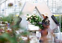 Fragancia de rosas producidas en China se disfruta en el extranjero