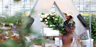 Fragancia de rosas producidas en China se disfruta en el extranjero