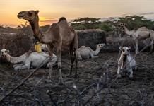 Kenia reemplaza las vacas por camellos para enfrentar la sequía