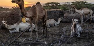 Kenia reemplaza las vacas por camellos para enfrentar la sequía