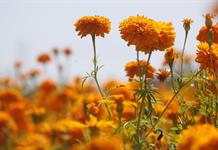 Cempasúchil, la flor mexicana que guía a las almas de los muertos de vuelta a sus hogares Cempasúchil, la flor mexicana que guía a las almas de los muertos de vuelta a sus hogares