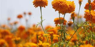 Cempasúchil, la flor mexicana que guía a las almas de los muertos de vuelta a sus hogares