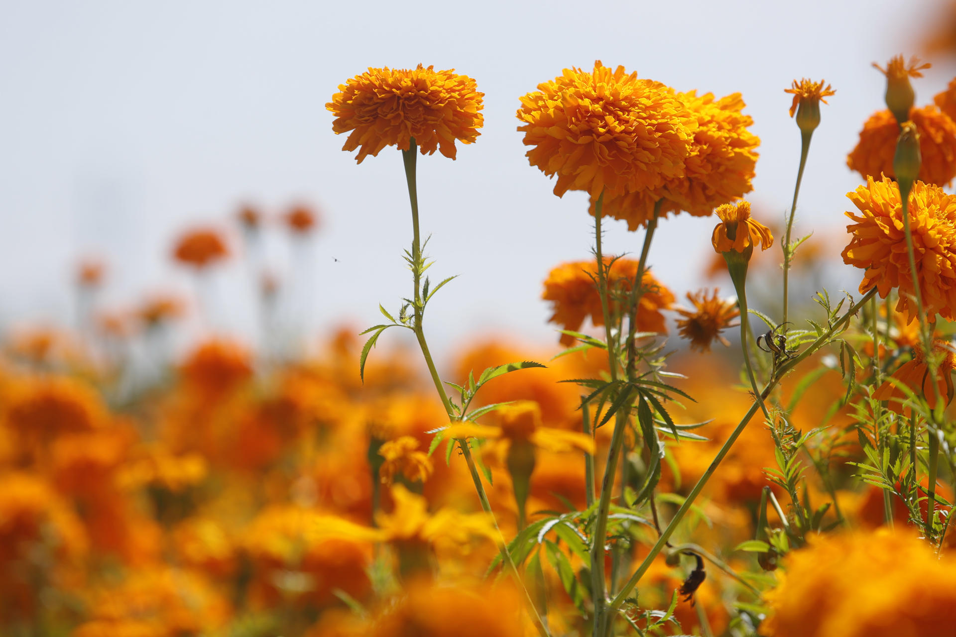 Cempasúchil, la flor mexicana que guía a las almas de los muertos de vuelta a sus hogares