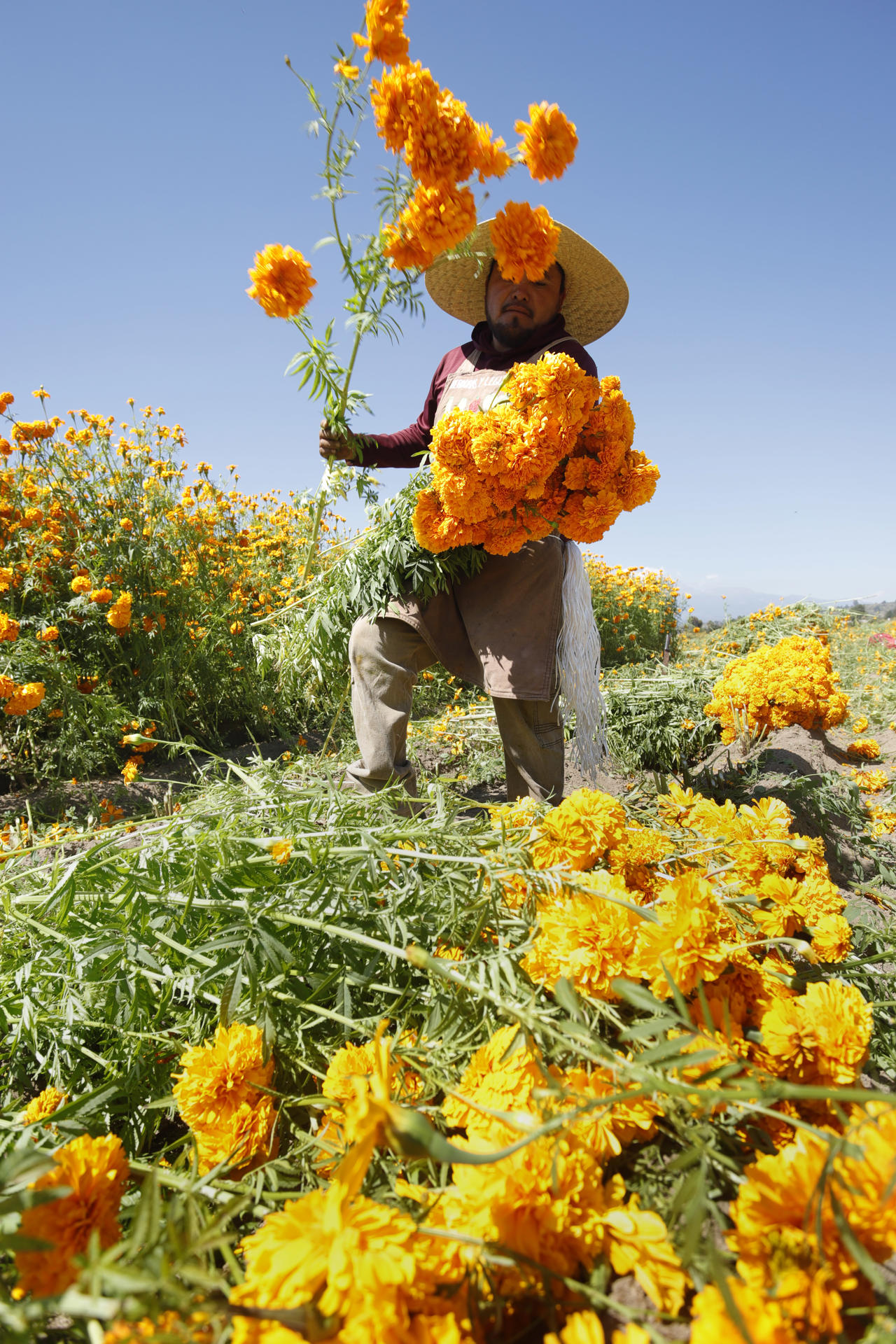 Cempasúchil, la flor mexicana que guía a las almas de los muertos de vuelta a sus hogares Cempasúchil, la flor mexicana que guía a las almas de los muertos de vuelta a sus hogares