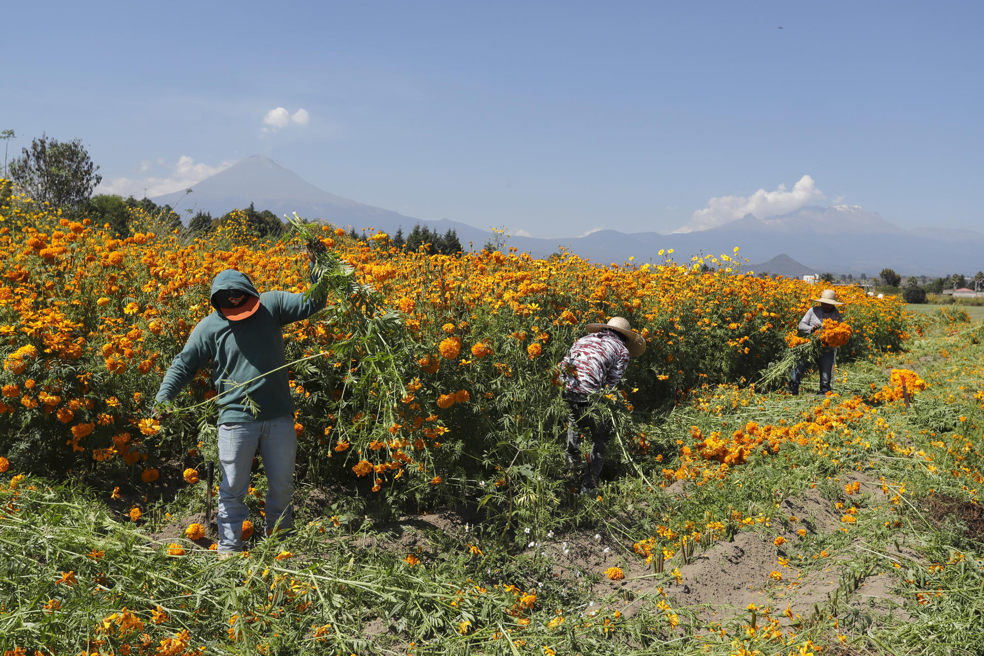 Cempasúchil, la flor mexicana que guía a las almas de los muertos de vuelta a sus hogares Cempasúchil, la flor mexicana que guía a las almas de los muertos de vuelta a sus hogares