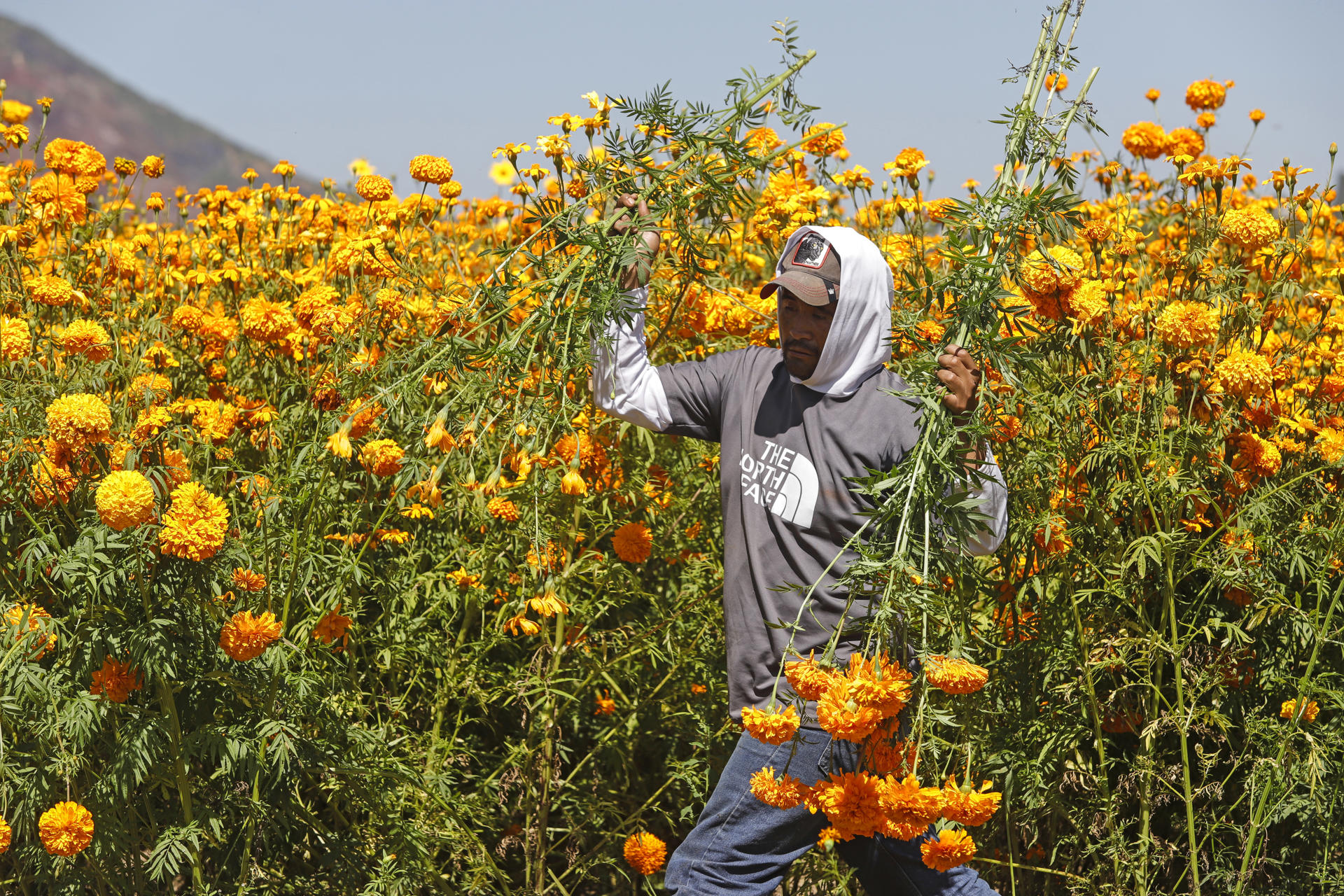 Cempasúchil, la flor mexicana que guía a las almas de los muertos de vuelta a sus hogares Cempasúchil, la flor mexicana que guía a las almas de los muertos de vuelta a sus hogares