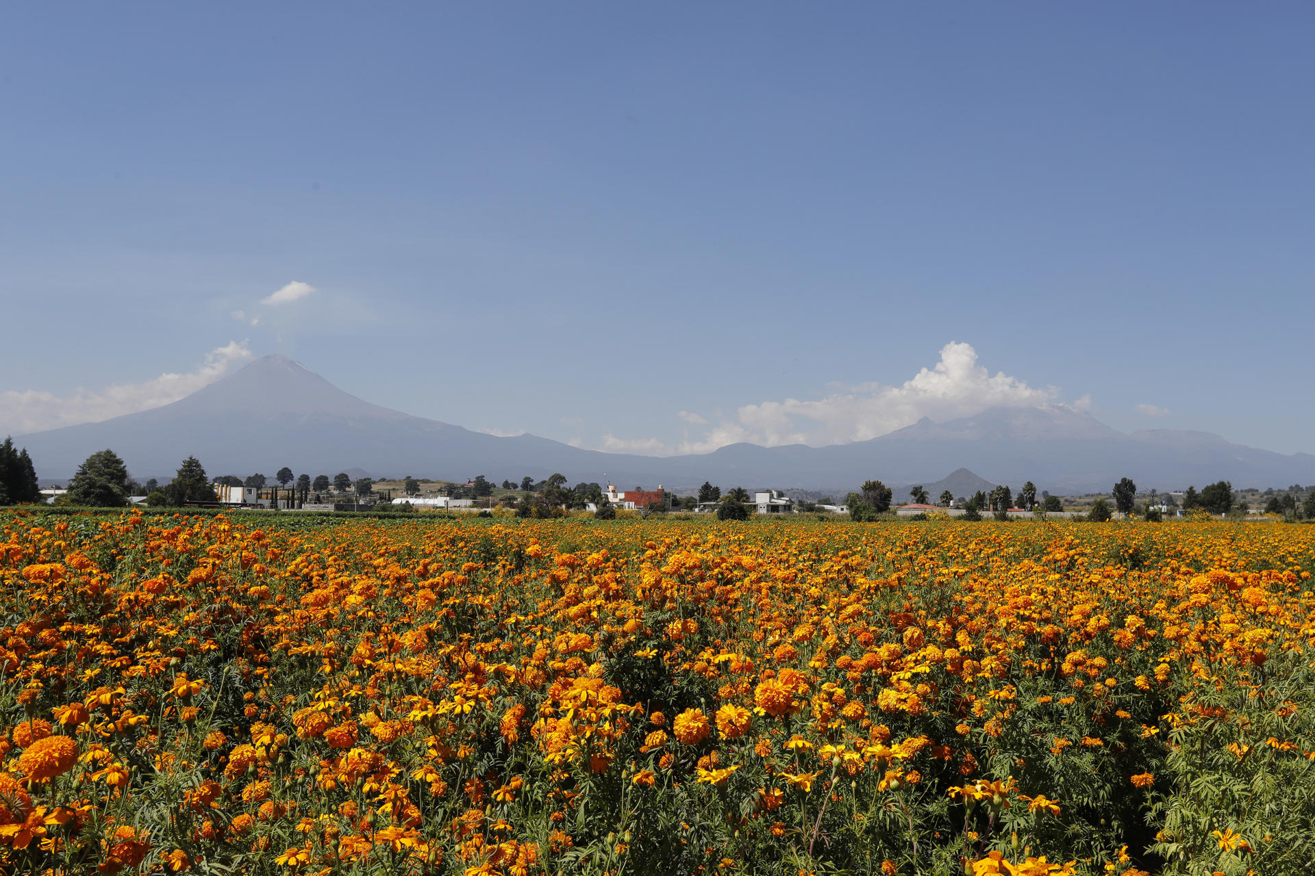 Cempasúchil, la flor mexicana que guía a las almas de los muertos de vuelta a sus hogares Cempasúchil, la flor mexicana que guía a las almas de los muertos de vuelta a sus hogares