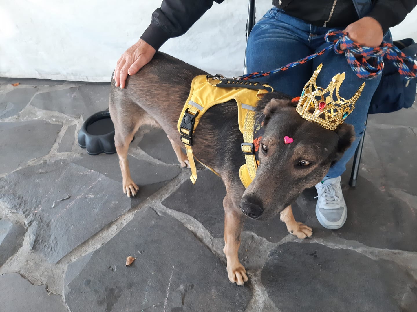 ¿Rescataste un perro y quieres que pronto lo adopten? Checa lo que dicen personas con experiencia