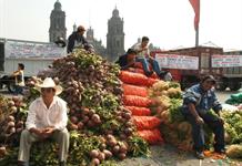 Unión campesina mexicana pide política para frenar una “crisis agrícola sin precedentes” Unión campesina mexicana pide política para frenar una “crisis agrícola sin precedentes”