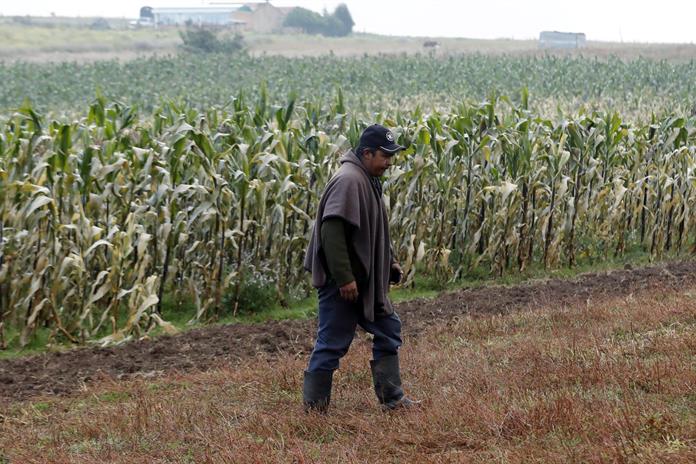 Consejo Nacional Agropecuario de México llama a seguir dialogando sobre precio de maíz Consejo Nacional Agropecuario de México llama a seguir dialogando sobre precio de maíz