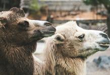 Kenia reemplaza las vacas por camellos para enfrentar la sequía Kenia reemplaza las vacas por camellos para enfrentar la sequía