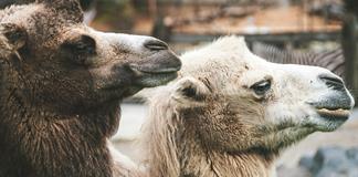 Kenia reemplaza las vacas por camellos para enfrentar la sequía