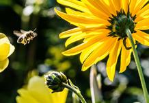 Científicos australianos descubren una abeja lucifer con cuernos Científicos australianos descubren una abeja lucifer con cuernos
