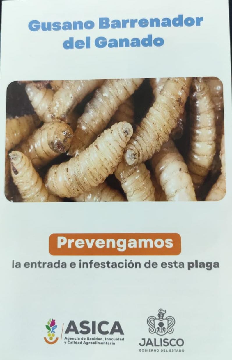 Detectan y controlan primer caso de Gusano Barrenador en Los Altos Norte de Jalisco