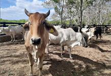 Detectan y controlan primer caso de Gusano Barrenador en Los Altos Norte de Jalisco