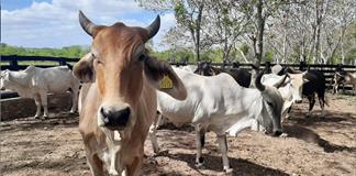 Detectan y controlan primer caso de Gusano Barrenador en Los Altos Norte de Jalisco Detectan y controlan primer caso de Gusano Barrenador en Los Altos Norte de Jalisco