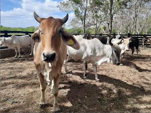 Detectan y controlan primer caso de Gusano Barrenador en Los Altos Norte de Jalisco