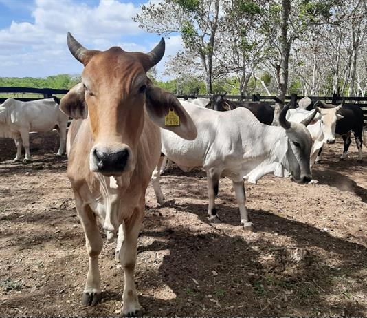 Detectan y controlan primer caso de Gusano Barrenador en Los Altos Norte de Jalisco