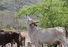 Caso de gusano barrenador en vaca activa vigilancia sanitaria en Jalisco