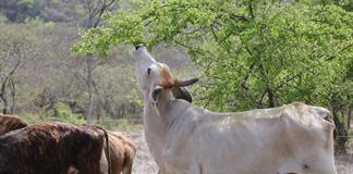 Caso de gusano barrenador en vaca activa vigilancia sanitaria en Jalisco Caso de gusano barrenador en vaca activa vigilancia sanitaria en Jalisco