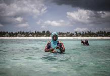 El cultivo de esponjas marinas es un salvavidas para las mujeres en Zanzíbar