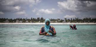 El cultivo de esponjas marinas es un salvavidas para las mujeres en Zanzíbar