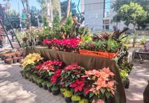 Productores jaliscienses llevan flores y plantas del campo al paseo Chapultepec Productores jaliscienses llevan flores y plantas del campo al paseo Chapultepec