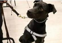 Perro rescatado fue el que detectó caso de gusano barrenador en vaca proveniente de Campeche
Perro rescatado fue el que detectó caso de gusano barrenador en vaca proveniente de Campeche