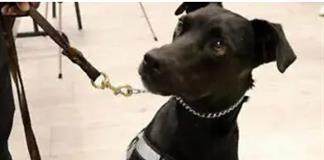 Perro rescatado fue el que detectó caso de gusano barrenador en vaca proveniente de Campeche Perro rescatado fue el que detectó caso de gusano barrenador en vaca proveniente de Campeche