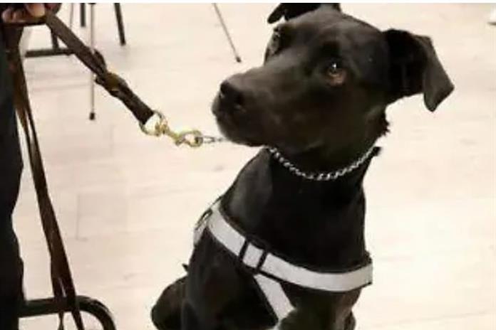 Perro rescatado fue el que detectó caso de gusano barrenador en vaca proveniente de Campeche Perro rescatado fue el que detectó caso de gusano barrenador en vaca proveniente de Campeche