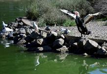 España amplía a todo el país el confinamiento de las aves de corral por la gripe aviar España amplía a todo el país el confinamiento de las aves de corral por la gripe aviar