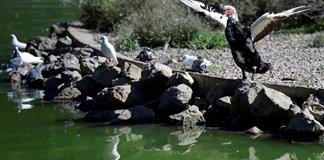 España amplía a todo el país el confinamiento de las aves de corral por la gripe aviar España amplía a todo el país el confinamiento de las aves de corral por la gripe aviar