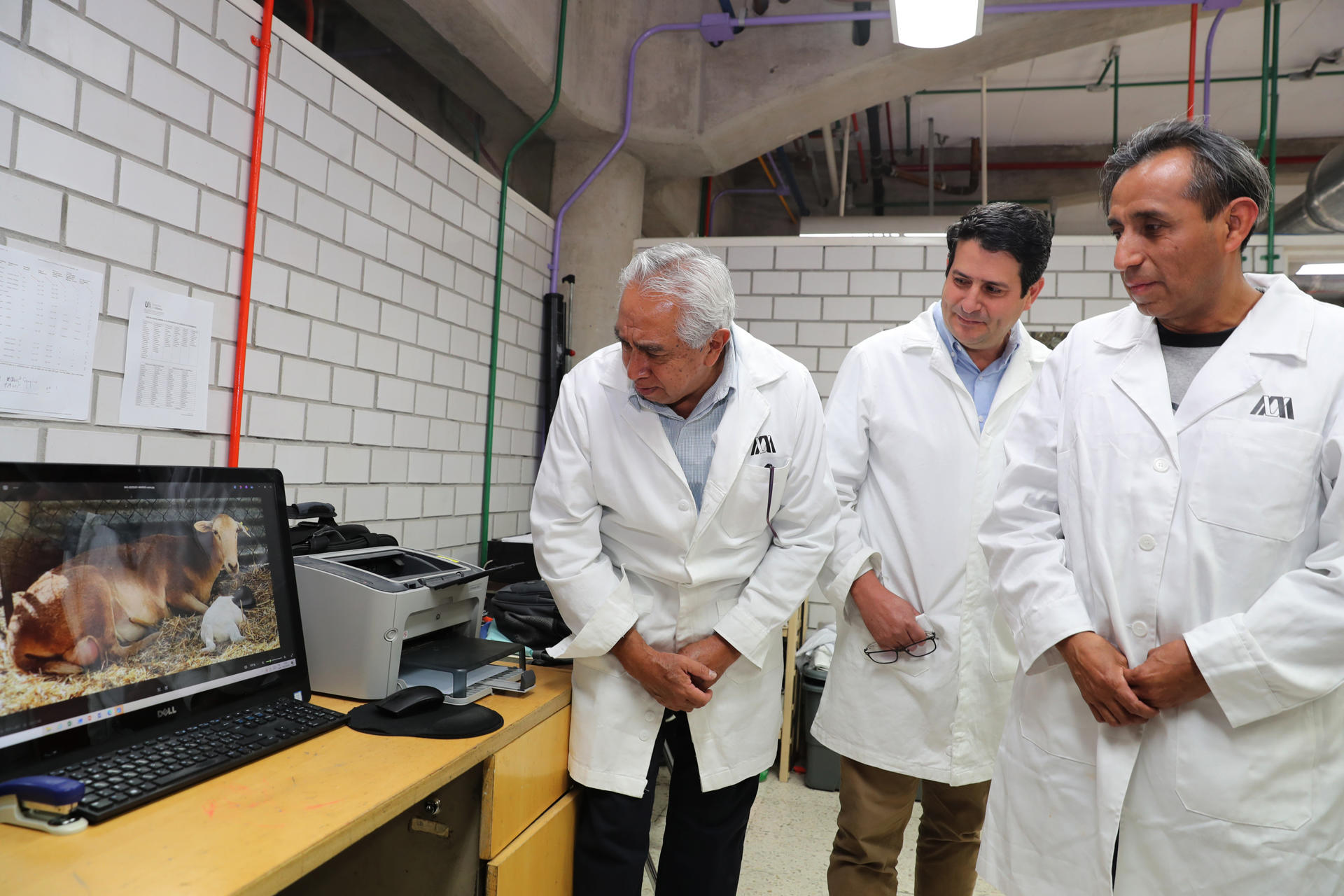 Con su primer borrego clonado, México inicia una nueva era de biotecnología animal Con su primer borrego clonado, México inicia una nueva era de biotecnología animal