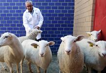 Con su primer borrego clonado, México inicia una nueva era de biotecnología animal Con su primer borrego clonado, México inicia una nueva era de biotecnología animal