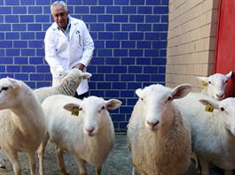 Con su primer borrego clonado, México inicia una nueva era de biotecnología animal