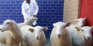 Con su primer borrego clonado, México inicia una nueva era de biotecnología animal Con su primer borrego clonado, México inicia una nueva era de biotecnología animal