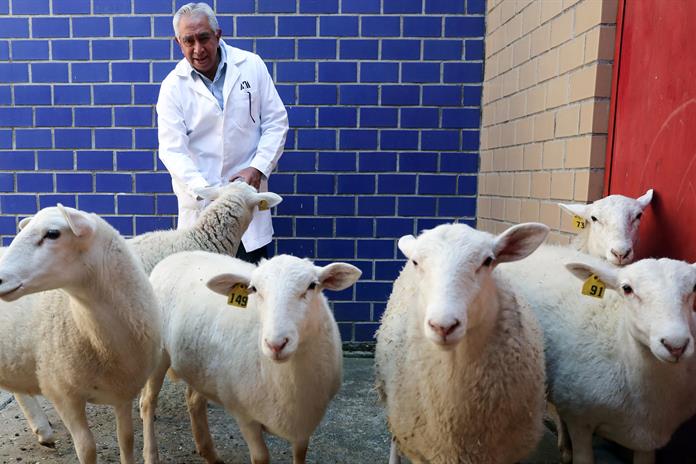 Con su primer borrego clonado, México inicia una nueva era de biotecnología animal Con su primer borrego clonado, México inicia una nueva era de biotecnología animal