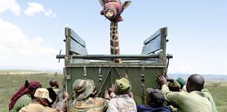 Kenia reubica jirafas ante la pérdida de su hábitat