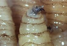 Refuerzan vigilancia tras caso aislado de gusano barrenador en Jalisco