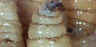 Refuerzan vigilancia tras caso aislado de gusano barrenador en Jalisco Refuerzan vigilancia tras caso aislado de gusano barrenador en Jalisco