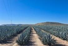 Profepa clausura cambio de uso de suelo no autorizado en Valle de Guadalupe Profepa clausura cambio de uso de suelo no autorizado en Valle de Guadalupe