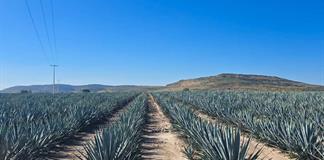 Profepa clausura cambio de uso de suelo no autorizado en Valle de Guadalupe Profepa clausura cambio de uso de suelo no autorizado en Valle de Guadalupe